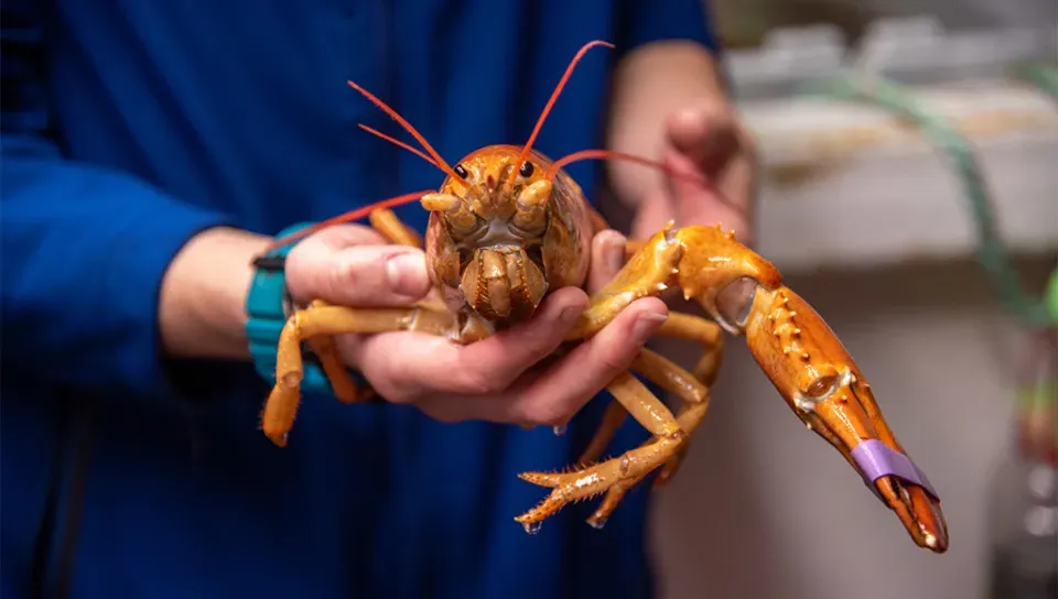 Peaches the lobster being held